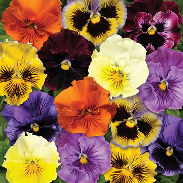 Pansy Frizzle Sizzle Mix F1 Seed