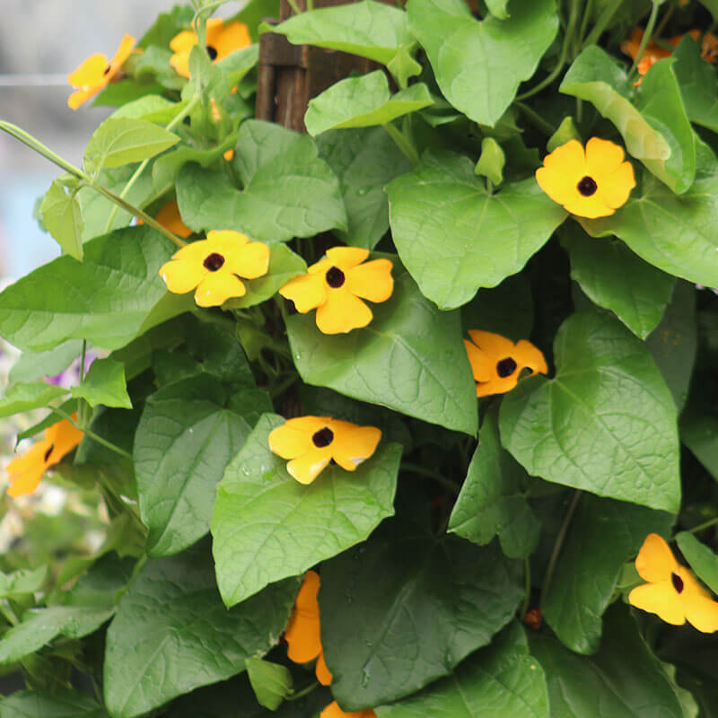 Thunbergia Susie Yellow Seed