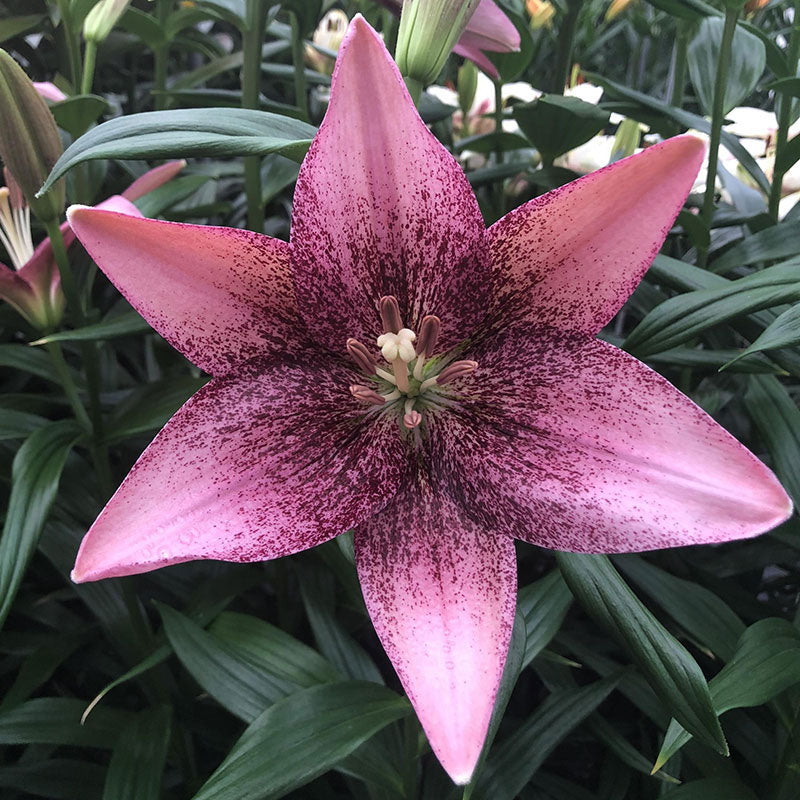 Lily Pink Brush Harris Seeds