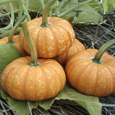 Pumpkin Lil' Orange-Mon F1 Seed