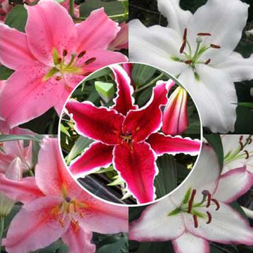 Lily Oriental Collection
