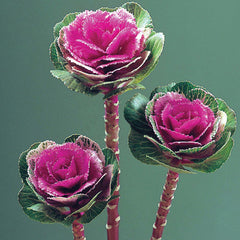 Ornamental Kale Lucir Rose F1 Seed