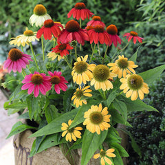 Echinacea Pollynation Mix  Seed