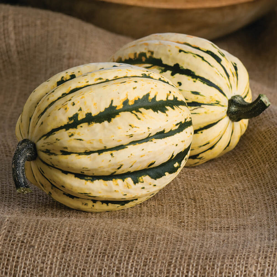 Squash Jester F1 Seed Harris Seeds