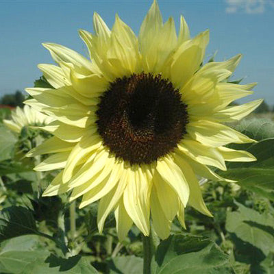 Sunflower Buttercream F1 Seed