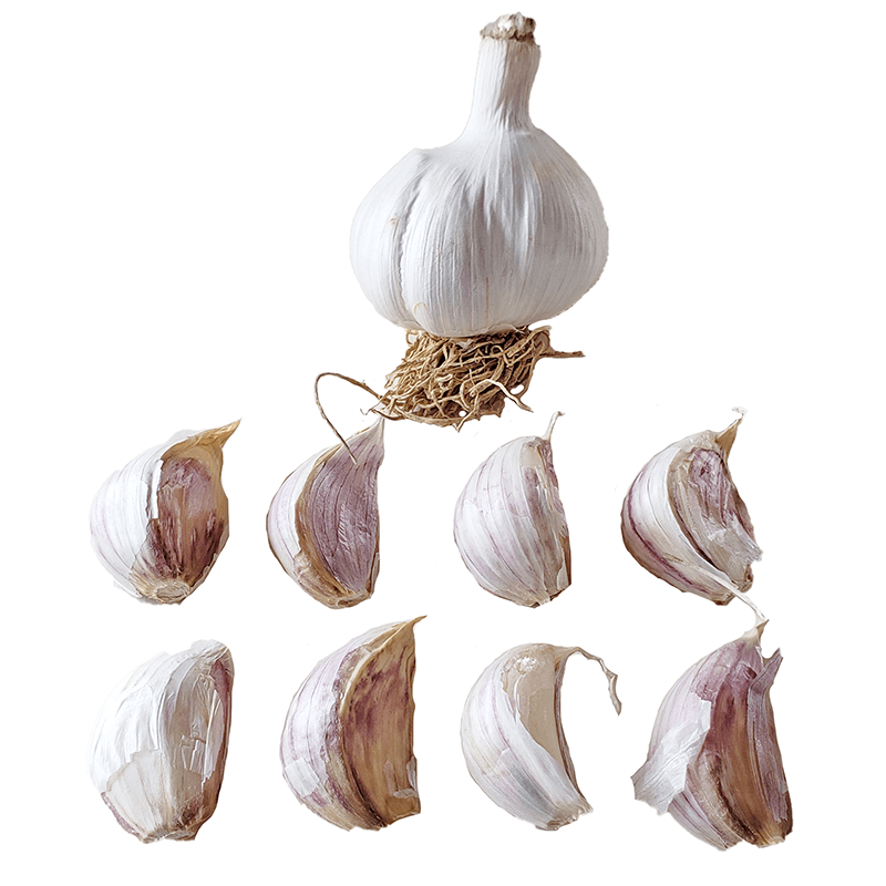 Garlic Montana Giant Hardneck