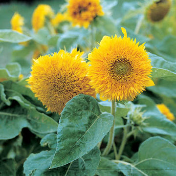 Sunflower Teddy Bear Seed