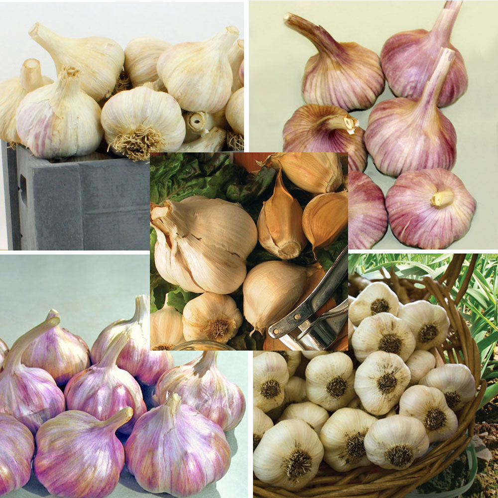 Garlic Gourmet Bulb Collection Harris Seeds