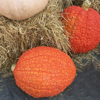 Squash Red Warty Thing Seed