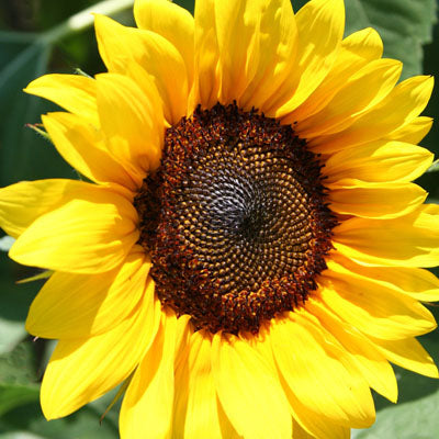 Sunflower Pro Cut Brilliance F1 Seed