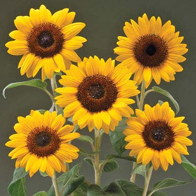 Sunflower Premier Orange F1 Seed