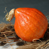 Squash Red October F1 Seed