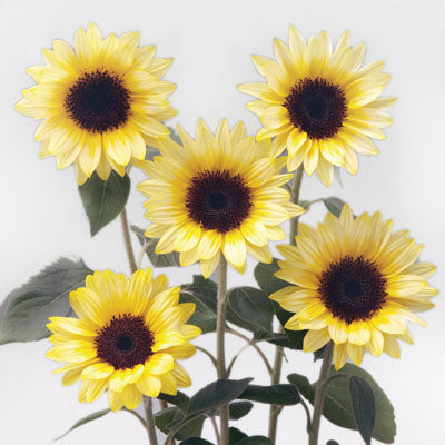 Sunflower Sunrich Summer Limoncello F1 Seed