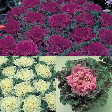 Ornamental Kale Home Garden Collection F1 Seed