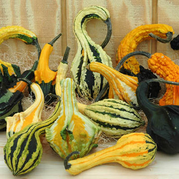 Gourd Autumn Wings Blend Seed