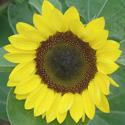 Sunflower Sunrich Lemon F1 Seed