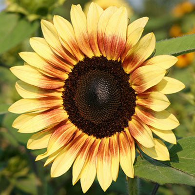 Sunflower ProCut Red and Lemon Bicolor F1 Seed